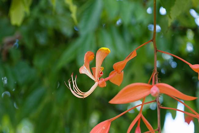 Kandy-Botanical garden-042